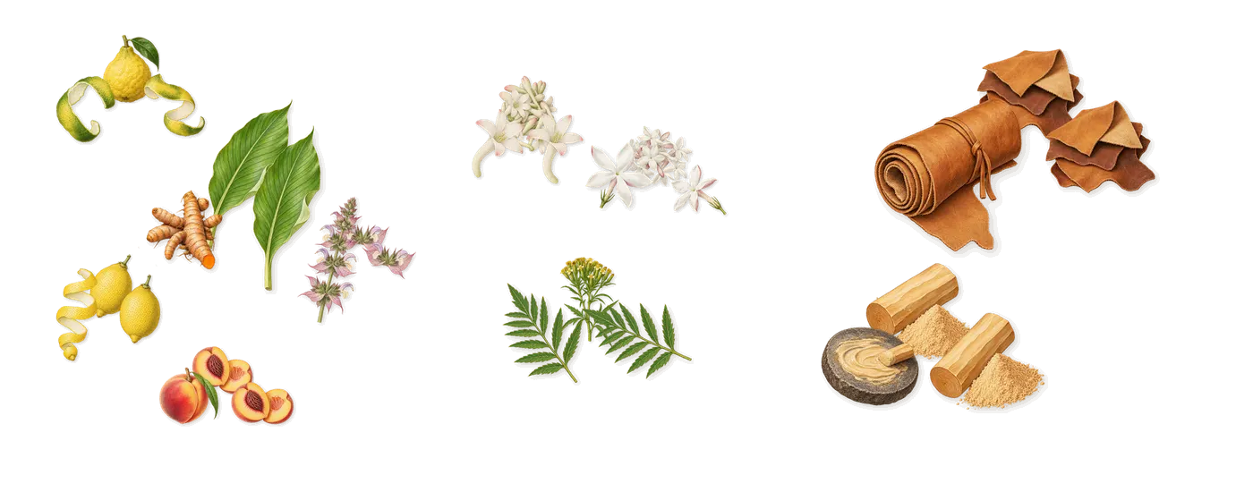 Madurai’s scent picture, a draft: lemon, bergamot, turmeric, clary sage, peach, jasmine drawn so far; dashed outlines where nothing is drawn yet