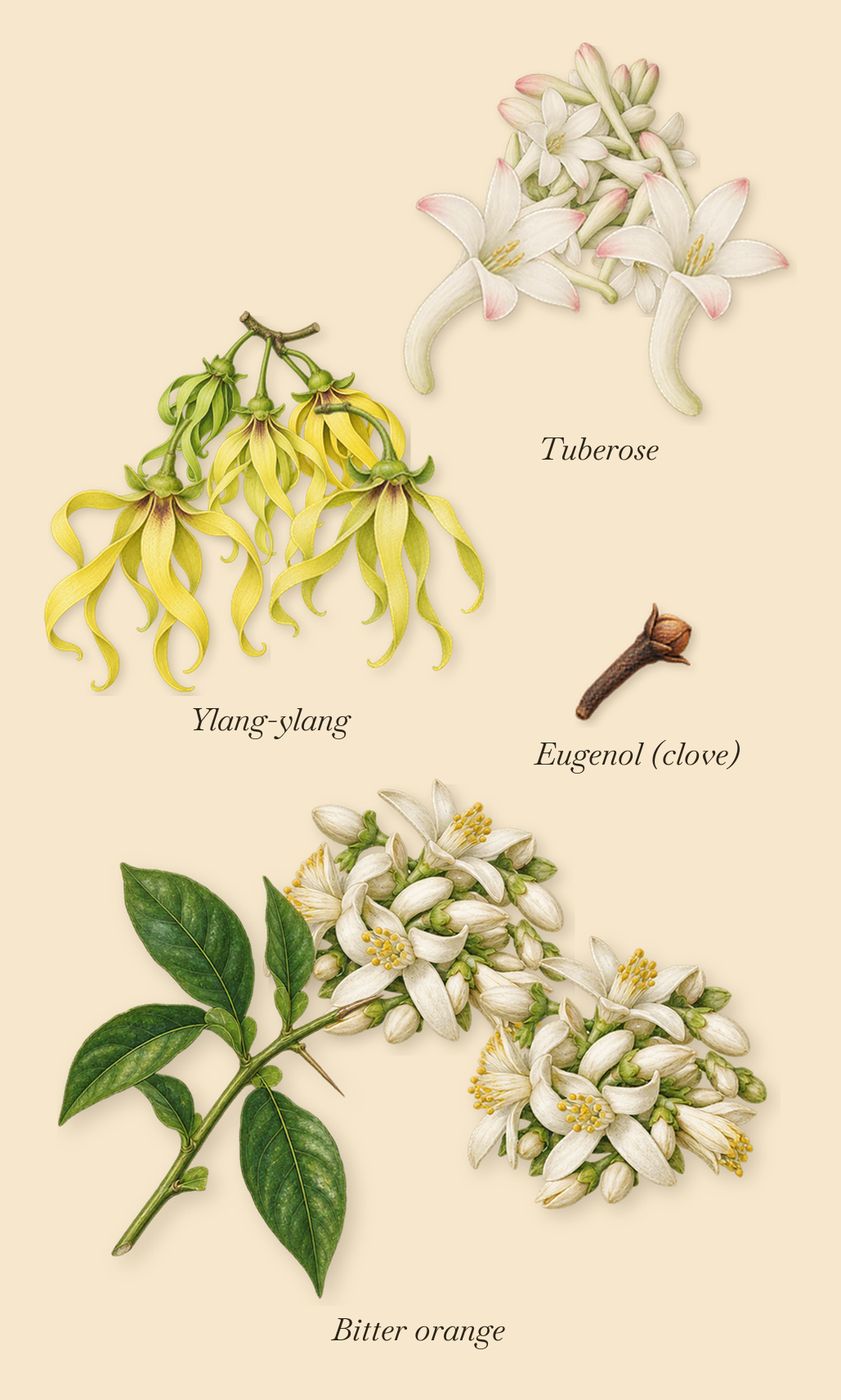 Marfa, as it settles: Ylang-ylang, Tuberose, Bitter orange, Eugenol (clove)