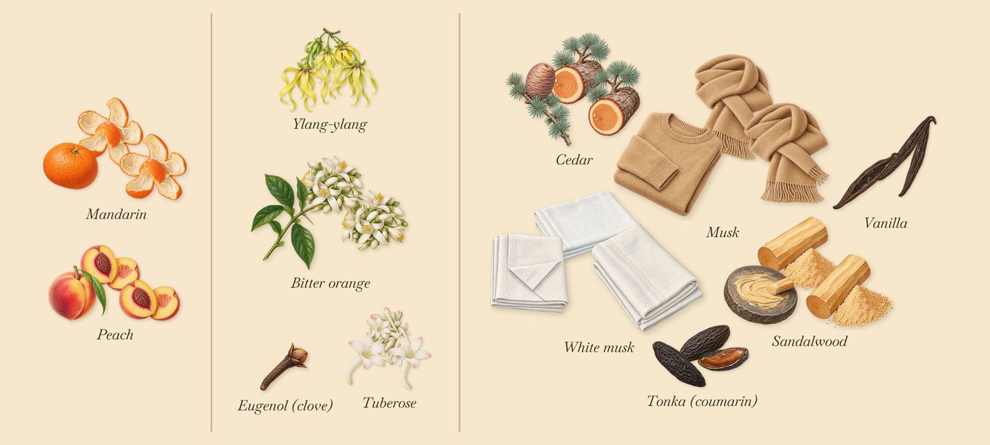 Marfa’s scent picture, a draft: mandarin, peach, ylang-ylang, tuberose, bitter orange, cedar drawn so far; dashed outlines where nothing is drawn yet