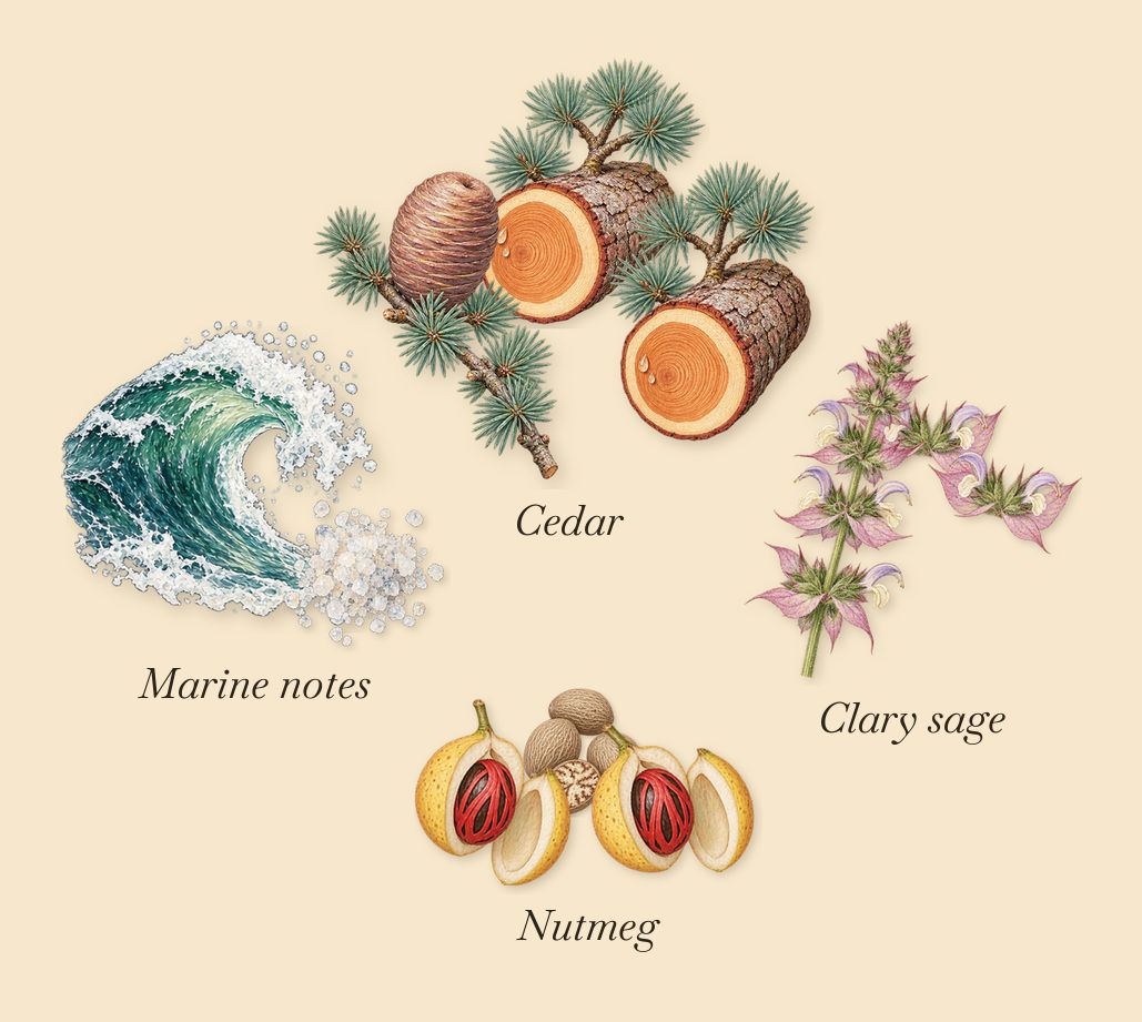 Ocean Leather, as it settles: Clary sage, Marine notes, Cedar, Nutmeg