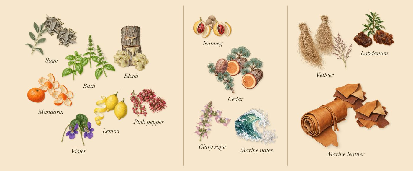 Ocean Leather’s scent picture, a draft: lemon, mandarin, pink pepper, clary sage, marine notes, cedar drawn so far; dashed outlines where nothing is drawn yet