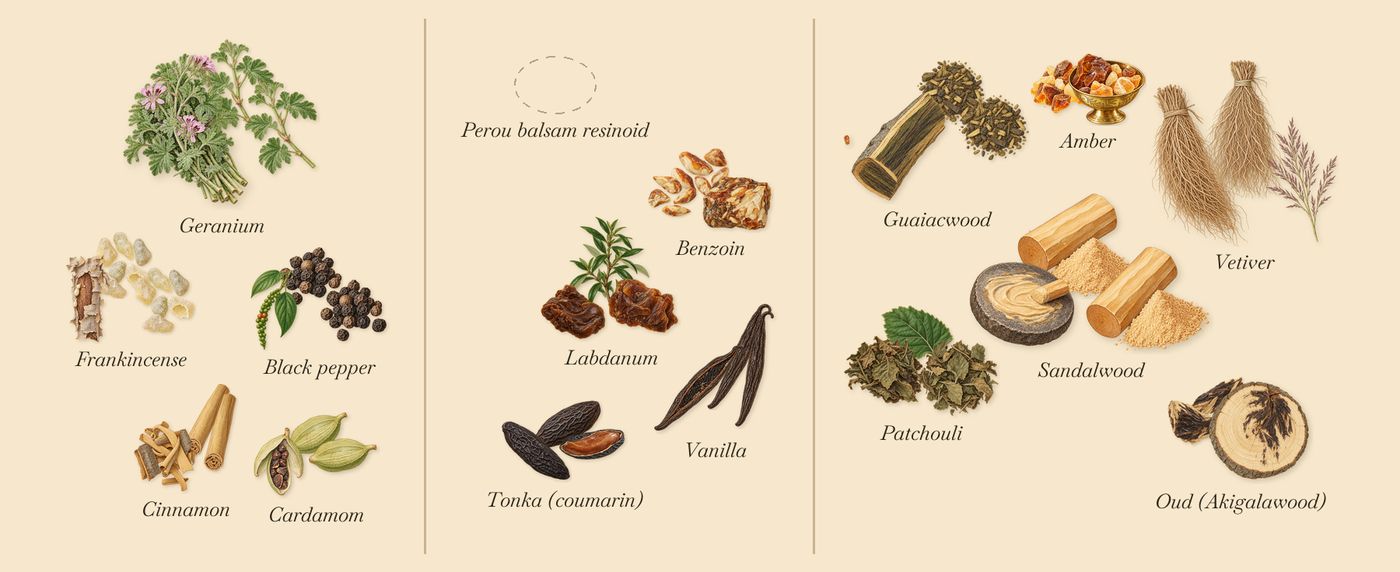 Palais Bourbon’s scent picture, a draft: black pepper, cardamom, cinnamon, frankincense, geranium, benzoin drawn so far; dashed outlines where nothing is drawn yet
