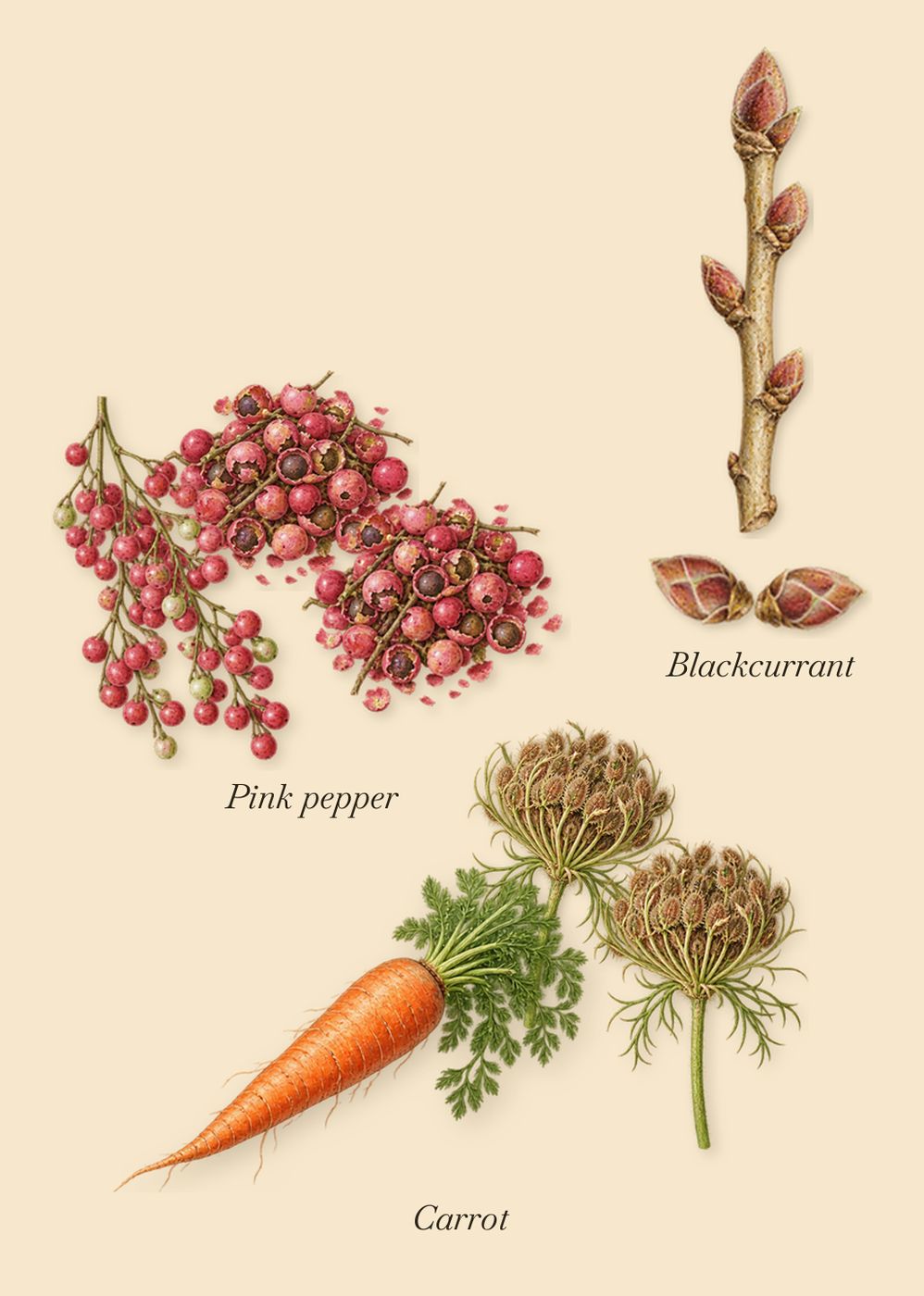 Sherwood, when you spray it: Blackcurrant, Pink pepper, Carrot