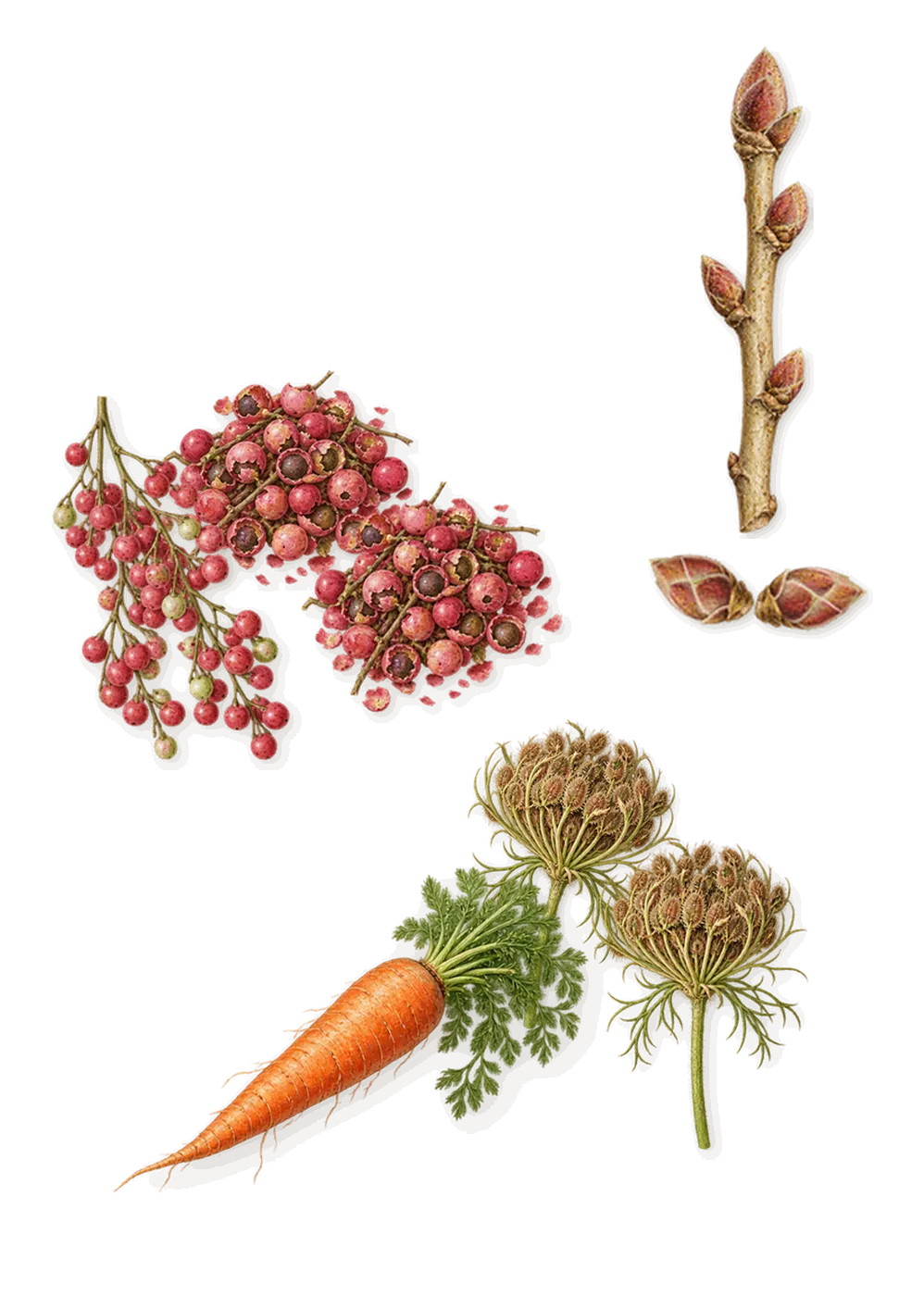 Sherwood, when you spray it: Blackcurrant, Pink pepper, Carrot