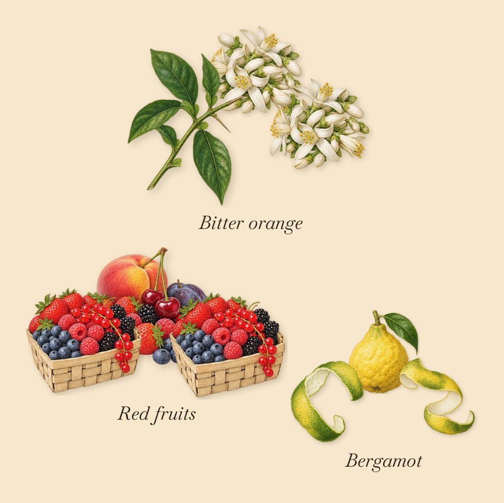 Sintra, when you spray it: Bergamot, Red fruits, Bitter orange