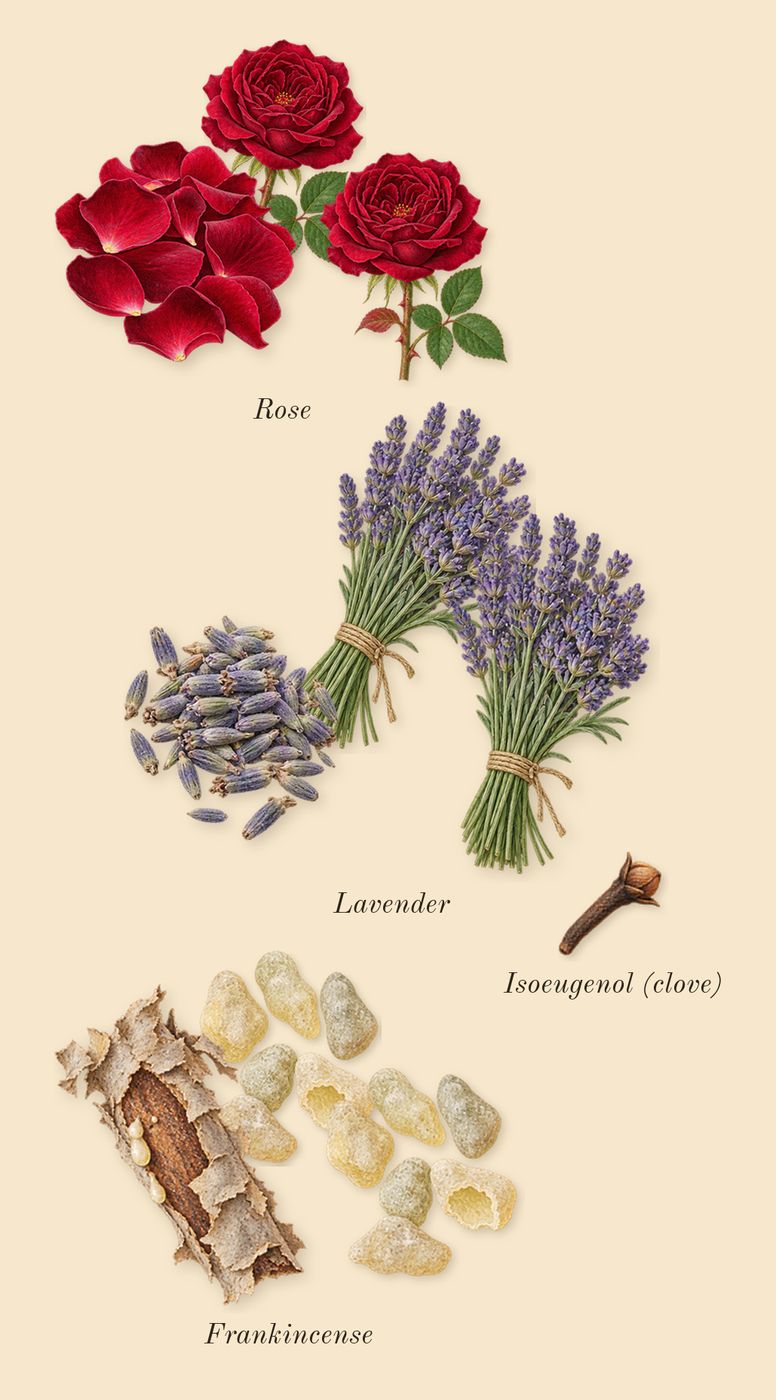 Memoir Man, heart: Rose, Frankincense, Lavender, Isoeugenol (clove)