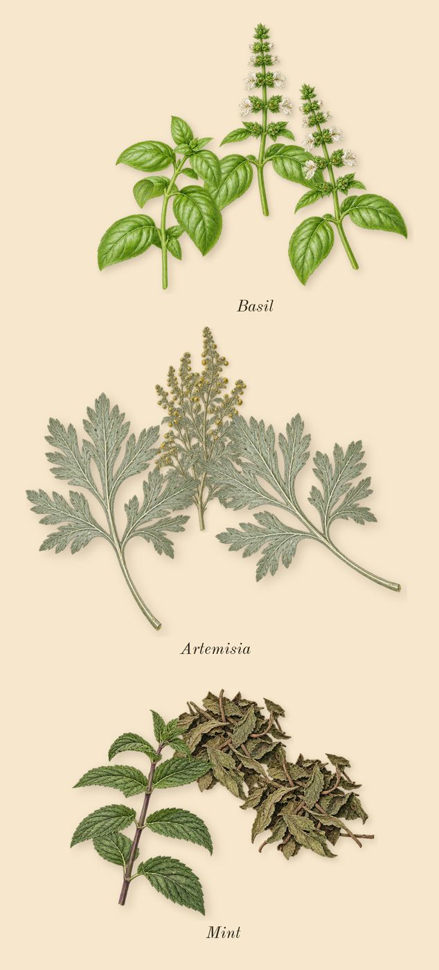 Memoir Man, top notes: Artemisia, Basil, Mint