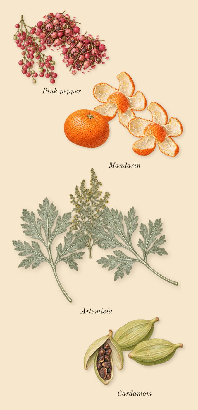 Memoir Woman, top notes: Mandarin, Cardamom, Artemisia, Pink pepper