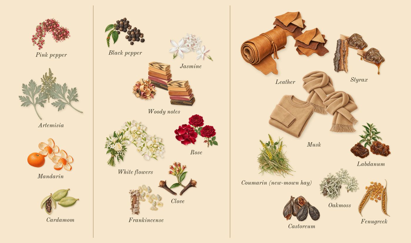 Memoir Woman’s scent picture, a draft: mandarin, cardamom, artemisia, pink pepper, black pepper, clove drawn so far; dashed outlines where nothing is drawn yet