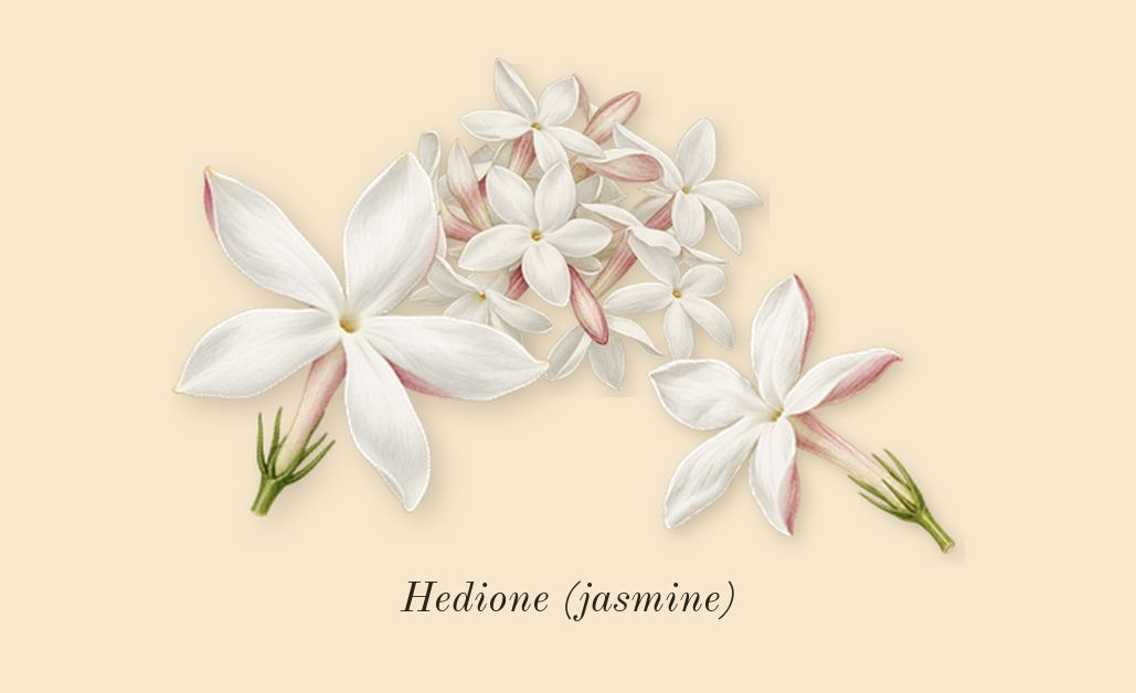 Baccarat Rouge 540, heart: Hedione (jasmine)