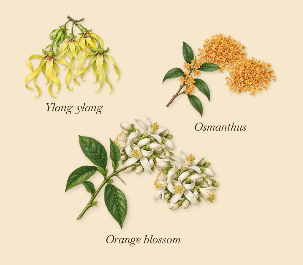 Counterplay, as it settles: Osmanthus, Ylang-ylang, Orange blossom