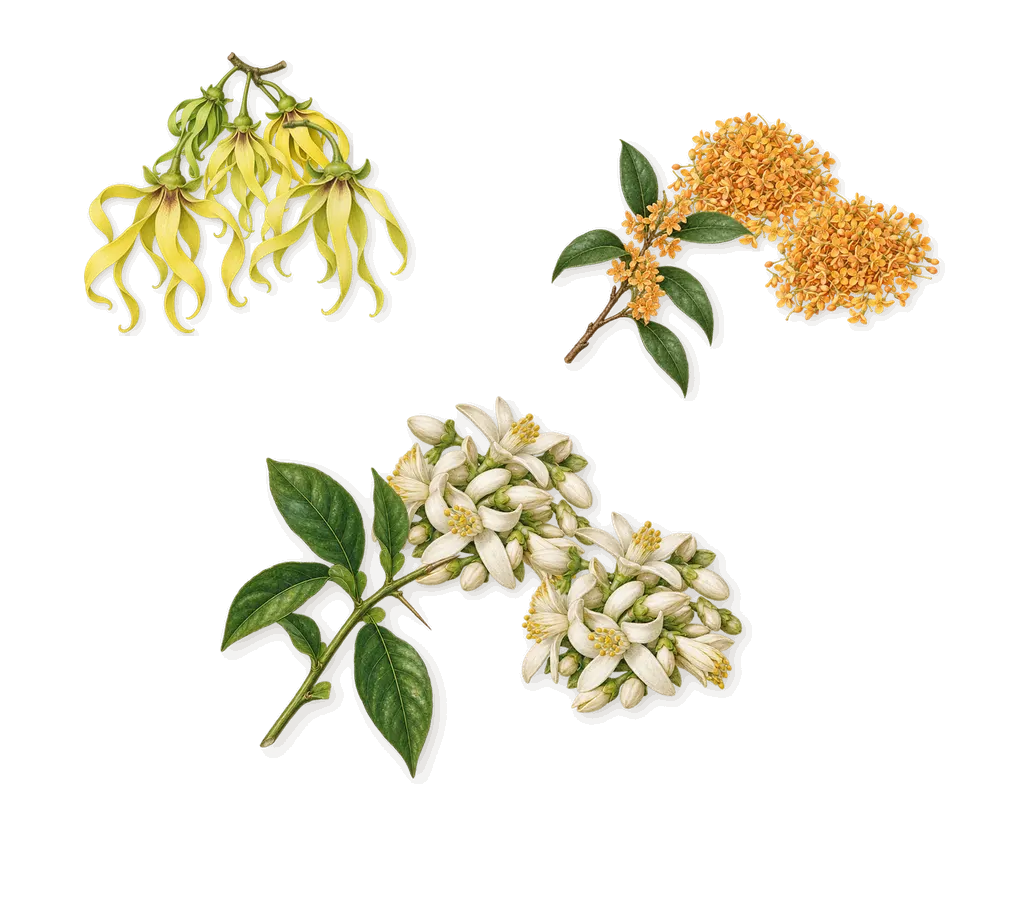 Counterplay, as it settles: Osmanthus, Ylang-ylang, Orange blossom