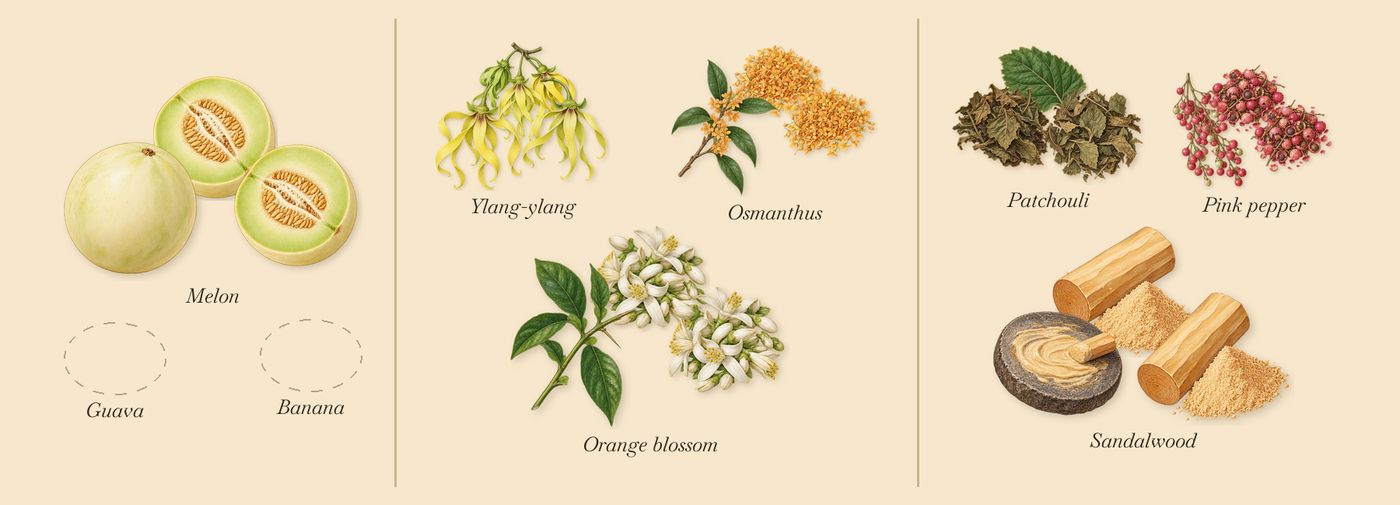 Counterplay’s scent picture, a draft: melon, osmanthus, ylang-ylang, orange blossom, sandalwood, patchouli drawn so far; dashed outlines where nothing is drawn yet