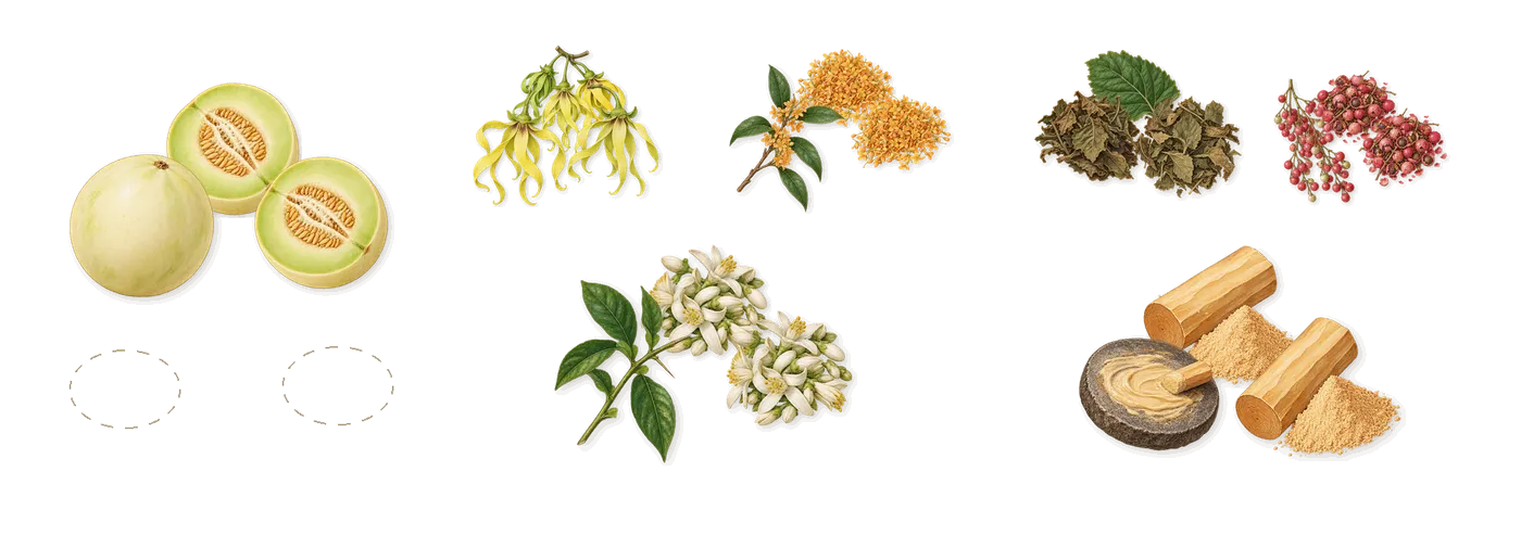 Counterplay’s scent picture, a draft: melon, osmanthus, ylang-ylang, orange blossom, sandalwood, patchouli drawn so far; dashed outlines where nothing is drawn yet
