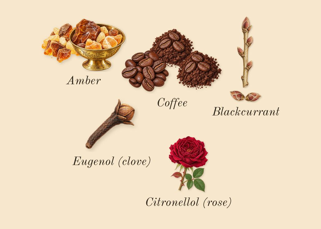 Mentor, heart: Coffee, Blackcurrant, Amber, Citronellol (rose), Eugenol (clove)