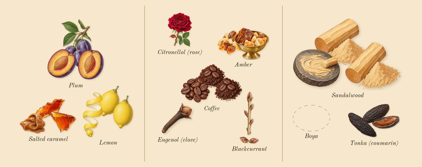 Mentor’s scent picture, a draft: salted caramel, lemon, plum, coffee, blackcurrant, amber drawn so far; dashed outlines where nothing is drawn yet