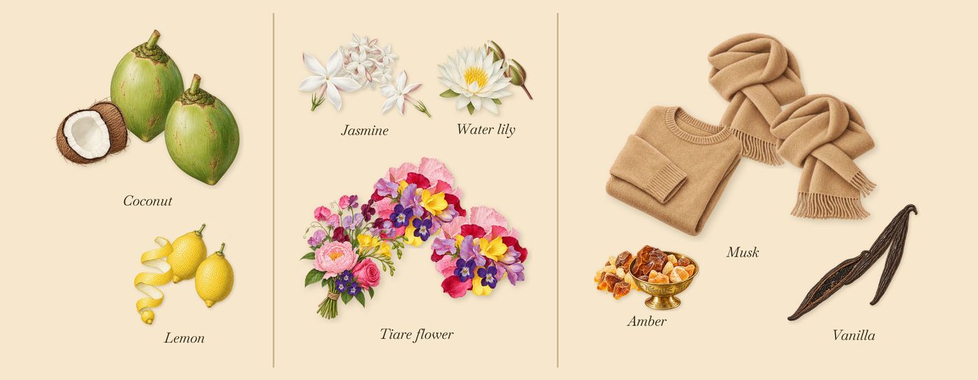 Playmate’s scent picture, a draft: lemon, coconut, water lily, jasmine, tiare flower, musk drawn so far; dashed outlines where nothing is drawn yet