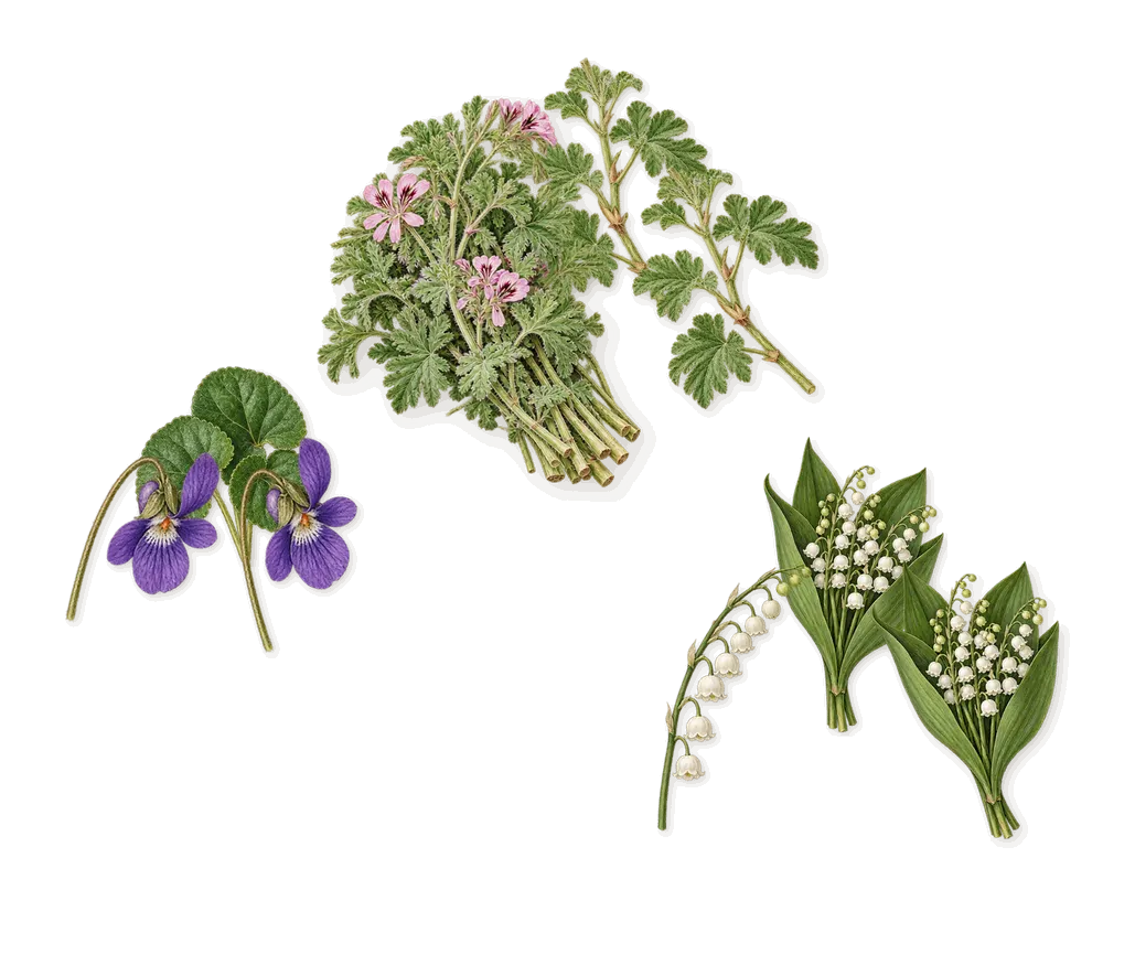 Queenside, as it settles: Geranium, Lily of the valley, Violet