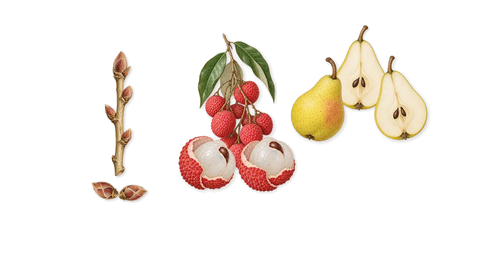Queenside, when you spray it: Blackcurrant, Lychee, Pear