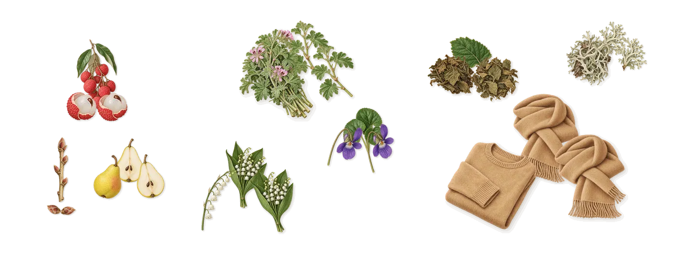 Queenside’s scent picture, a draft: blackcurrant, lychee, pear, geranium, lily of the valley, violet drawn so far; dashed outlines where nothing is drawn yet