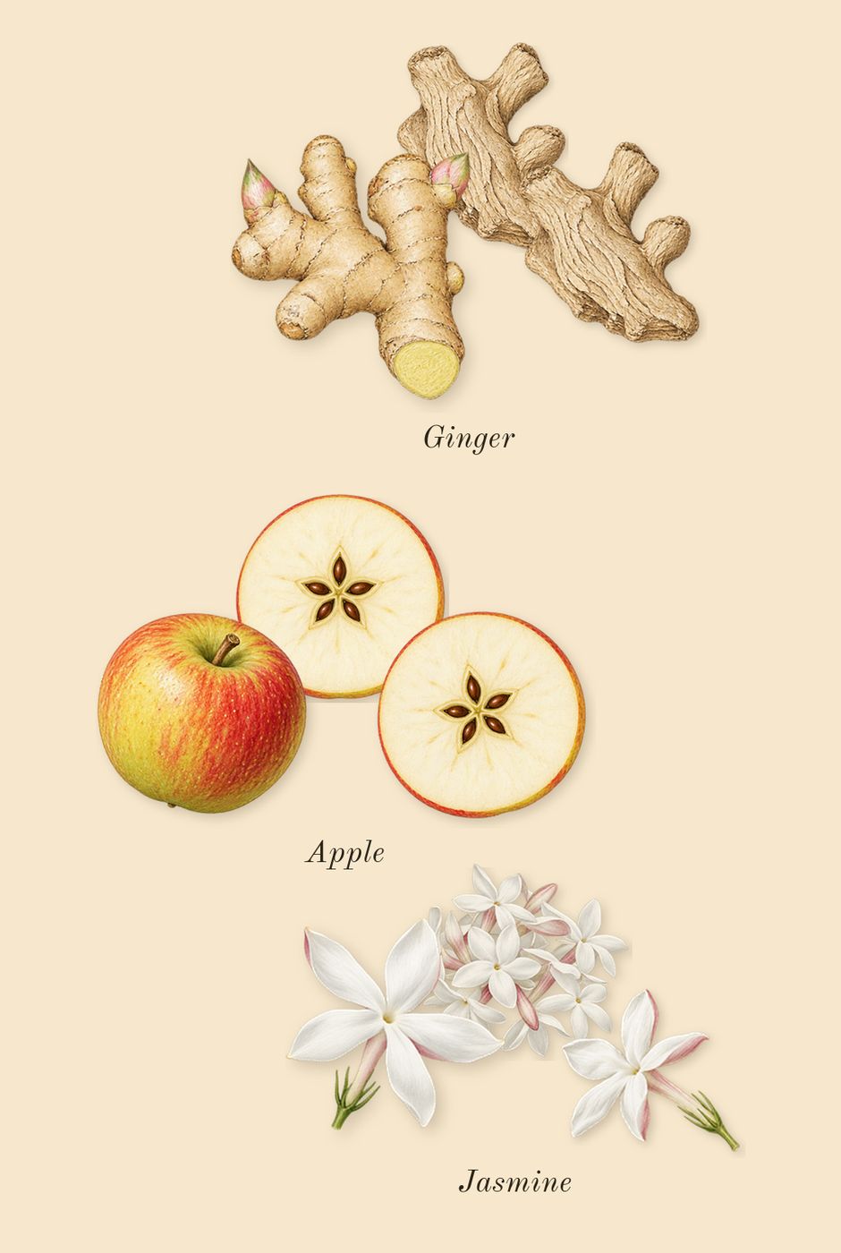 Parfum Pour Homme, heart: Ginger, Jasmine, Apple