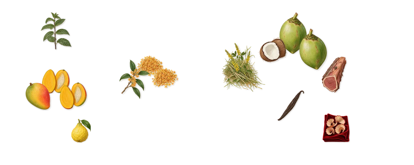 Fleur de Lait’s scent picture, a draft: mango, osmanthus, coconut, bergamot, virginia cedar, iso e super (pencil shavings on velvet) drawn so far; dashed outlines where nothing is drawn yet