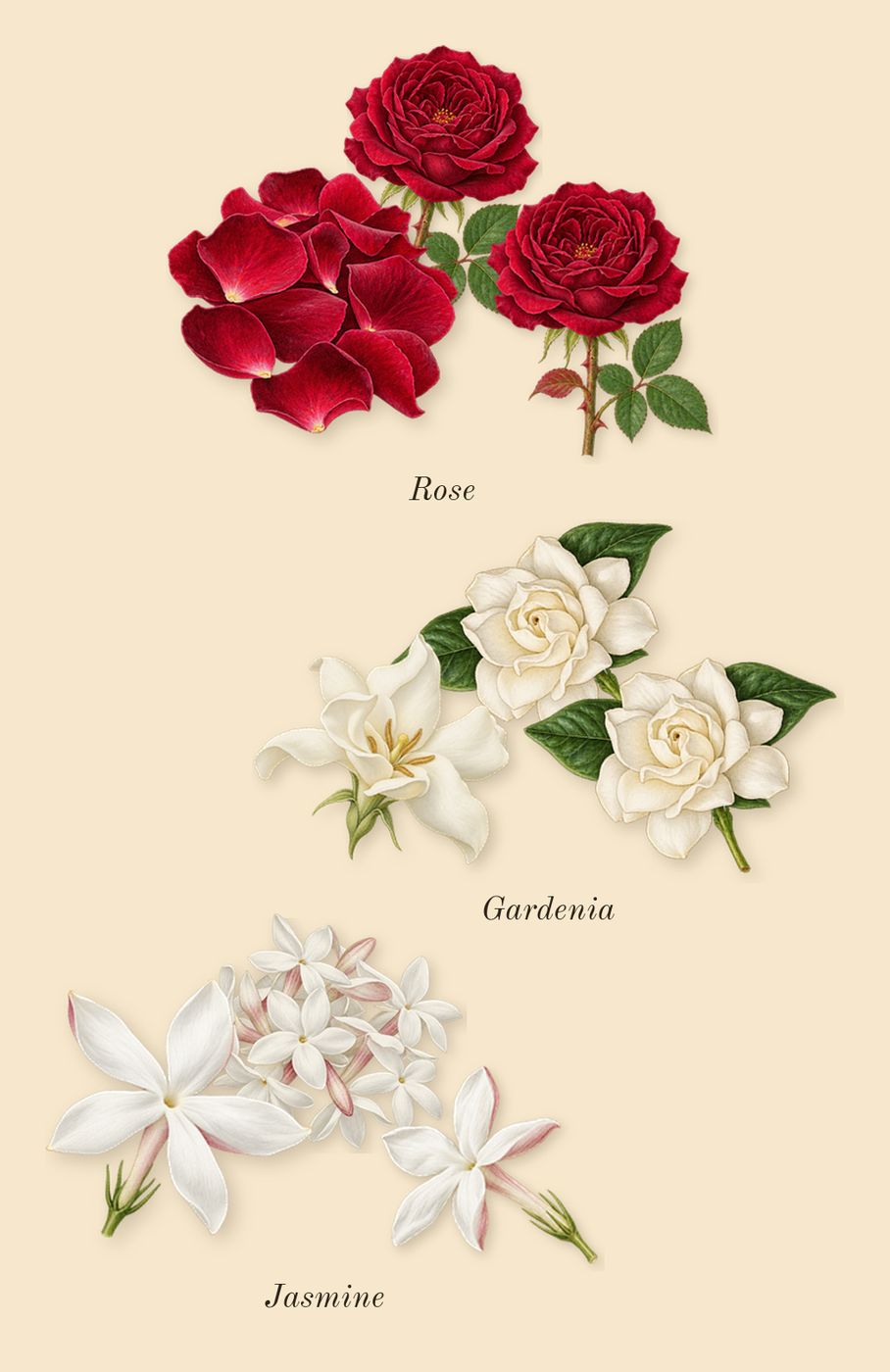 Miutine, heart: Gardenia, Jasmine, Rose
