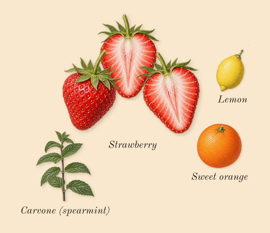 Miutine, top notes: Strawberry, Sweet orange, Lemon, Carvone (spearmint)