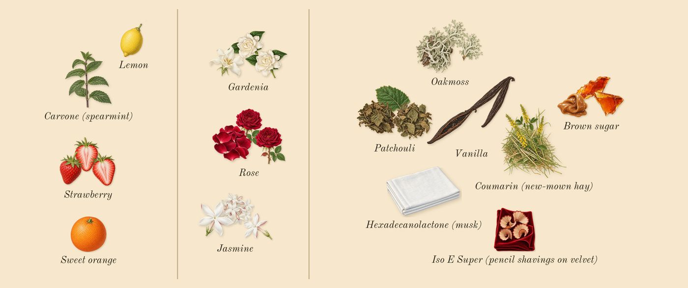 Miutine’s scent picture, a draft: strawberry, gardenia, brown sugar, vanilla, patchouli, oakmoss drawn so far; dashed outlines where nothing is drawn yet