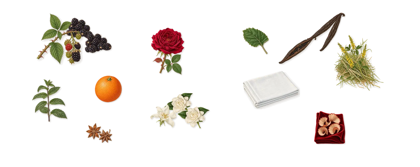 Miutine Intense’s scent picture, a draft: blackberry, gardenia, vanilla, patchouli, sweet orange, rose drawn so far; dashed outlines where nothing is drawn yet