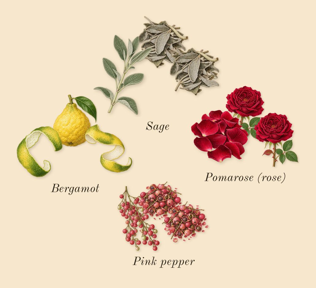 Explorer, top notes: Bergamot, Pomarose (rose), Sage, Pink pepper