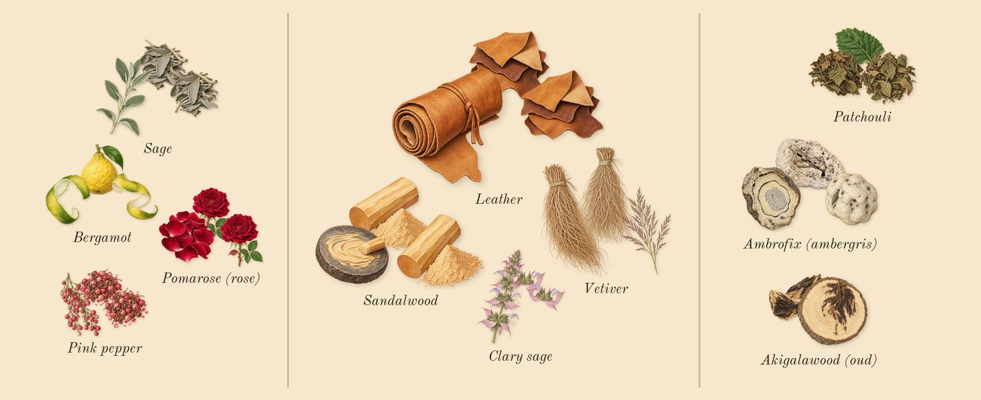 Explorer’s scent picture, a draft: bergamot, pomarose (rose), sage, vetiver, leather, sandalwood drawn so far; dashed outlines where nothing is drawn yet
