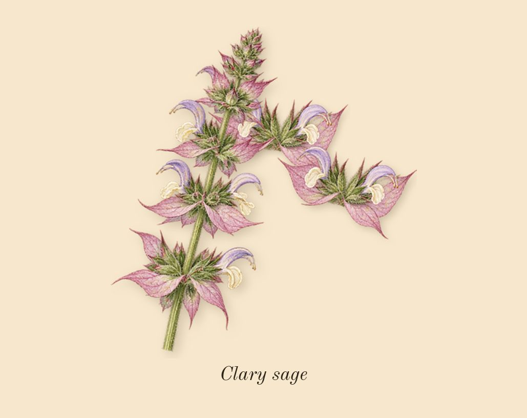 Explorer Platinum, heart: Clary sage