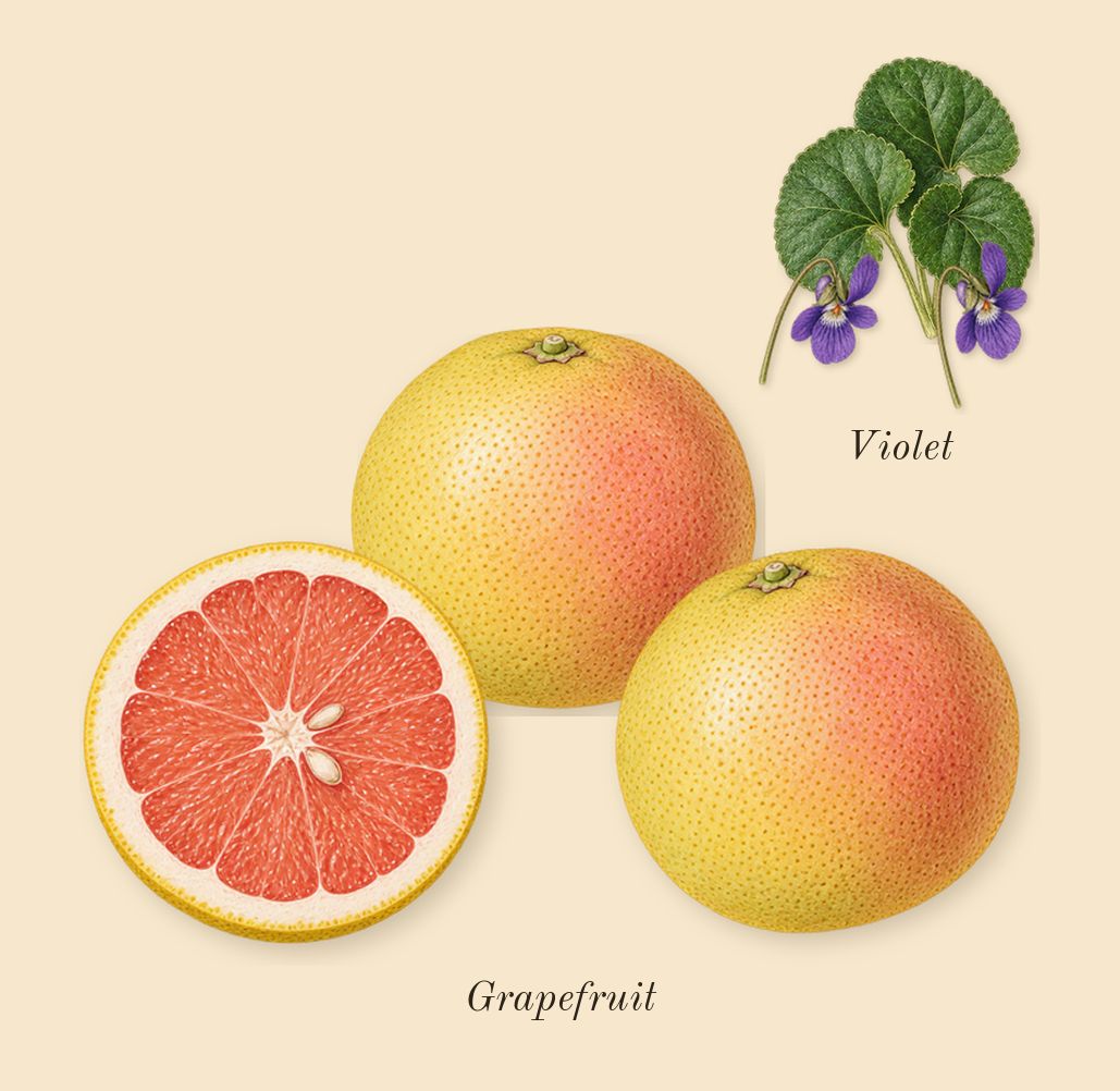 Explorer Platinum, top notes: Violet, Grapefruit