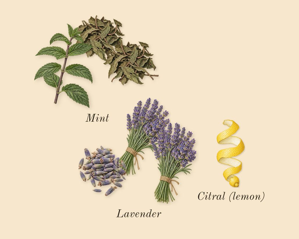 Legend Blue, top notes: Mint, Lavender, Citral (lemon)