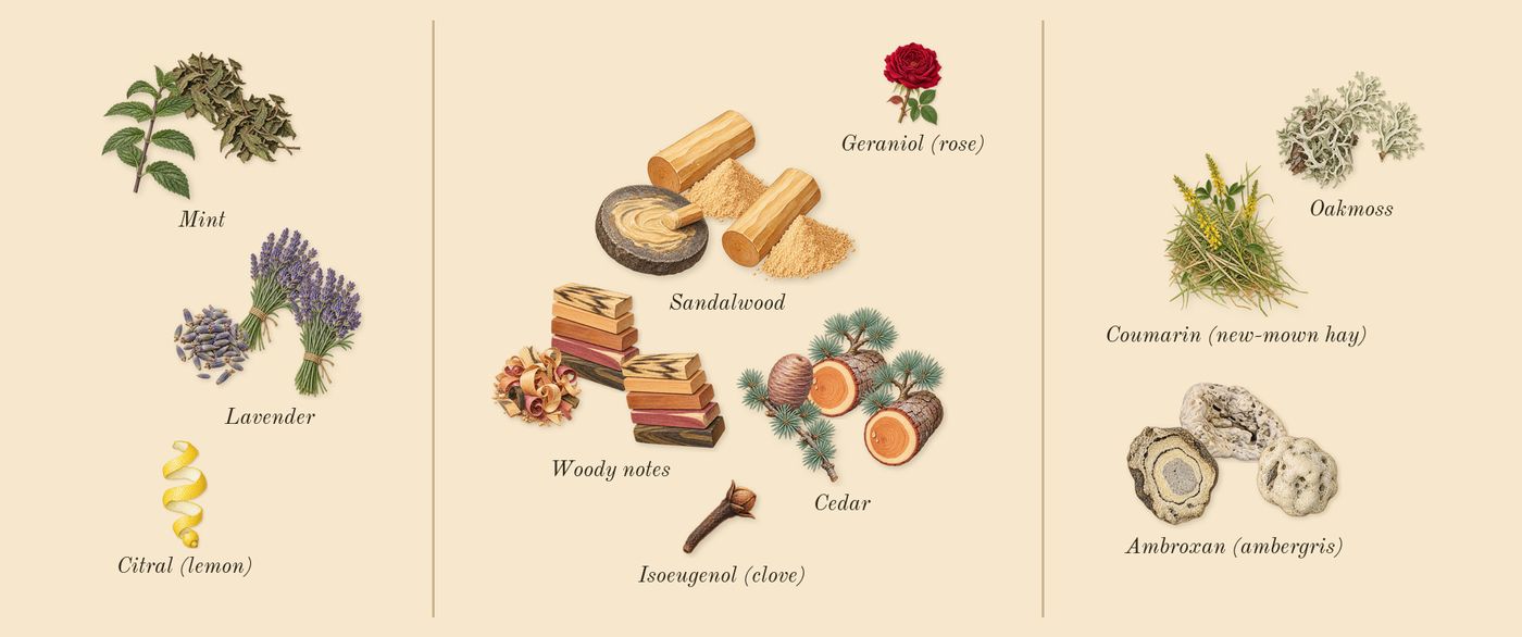Legend Blue’s scent picture, a draft: mint, woody notes, cedar, sandalwood, ambroxan (ambergris), lavender drawn so far; dashed outlines where nothing is drawn yet