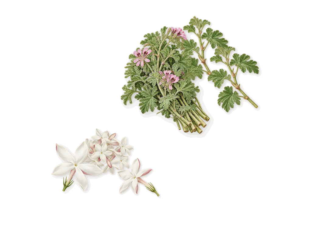 Legend, as it settles: Jasmine, Geranium