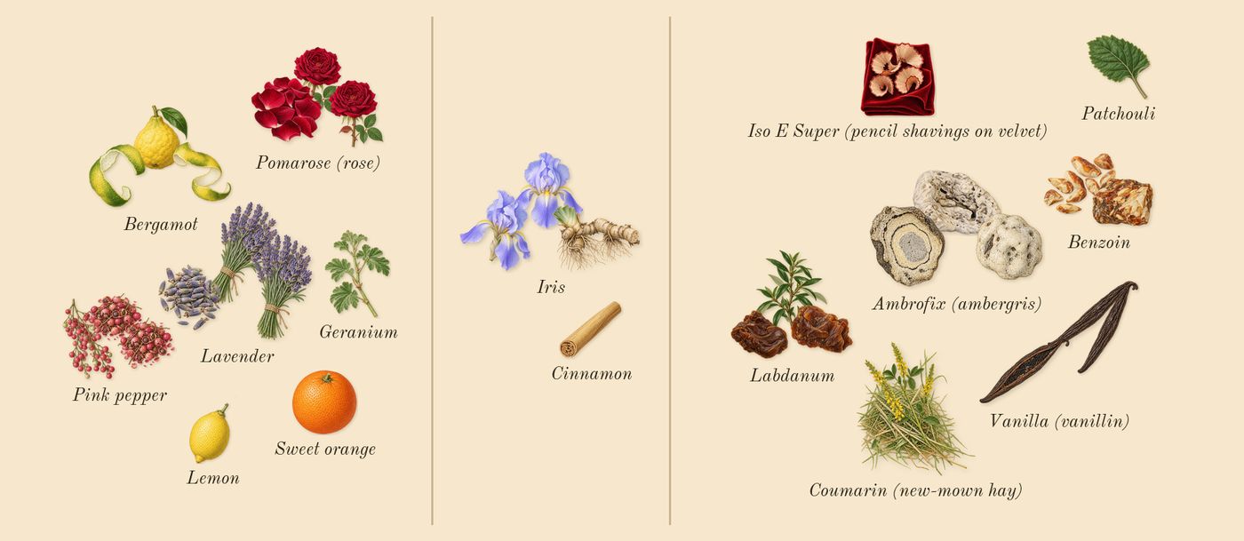 Legend Elixir’s scent picture, a draft: lavender, iris, vanilla (vanillin), bergamot, pink pepper, pomarose (rose) drawn so far; dashed outlines where nothing is drawn yet