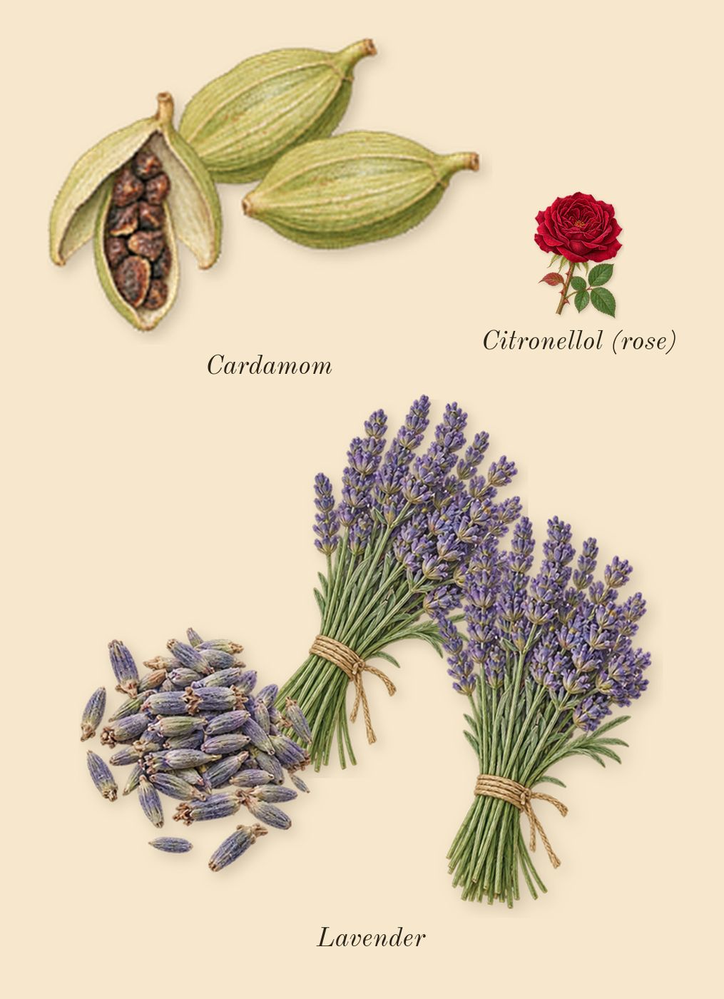 Legend Spirit, heart: Lavender, Cardamom, Citronellol (rose)