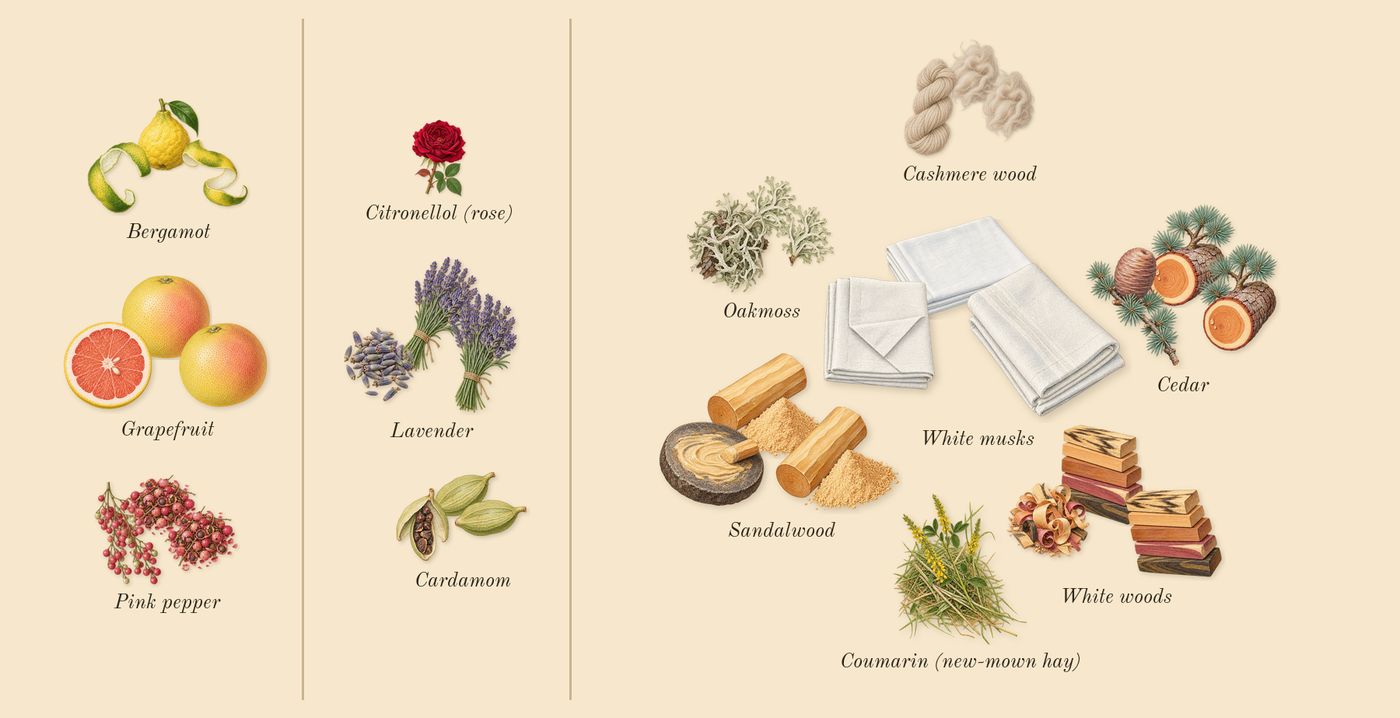 Legend Spirit’s scent picture, a draft: pink pepper, grapefruit, lavender, cardamom, white woods, oakmoss drawn so far; dashed outlines where nothing is drawn yet