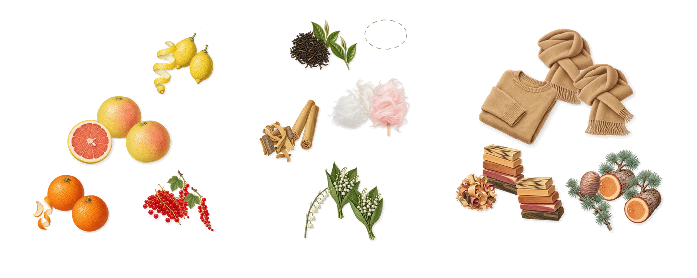 I Love Love’s scent picture, a draft: grapefruit, sweet orange, lemon, redcurrant, sugar cane, lily of the valley drawn so far; dashed outlines where nothing is drawn yet