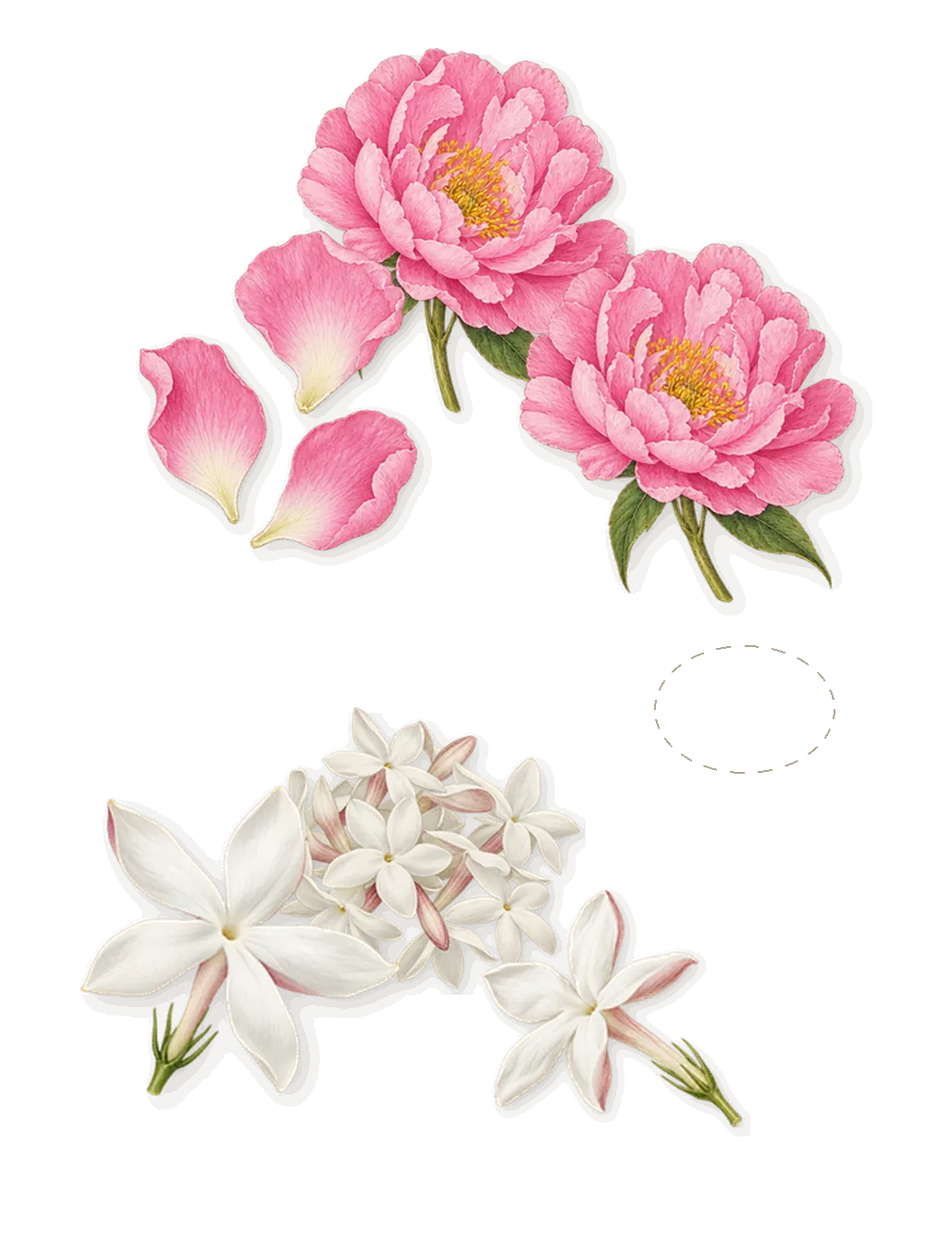 Toy 2, as it settles: White currant, Peony, Jasmine