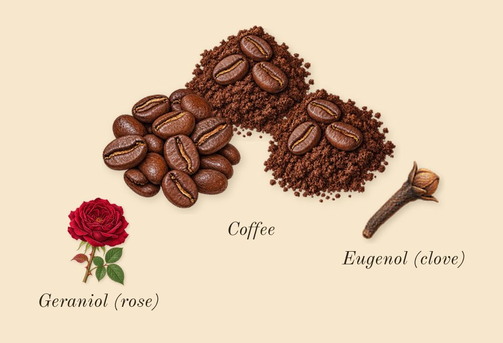 A*Men, heart: Coffee, Geraniol (rose), Eugenol (clove)