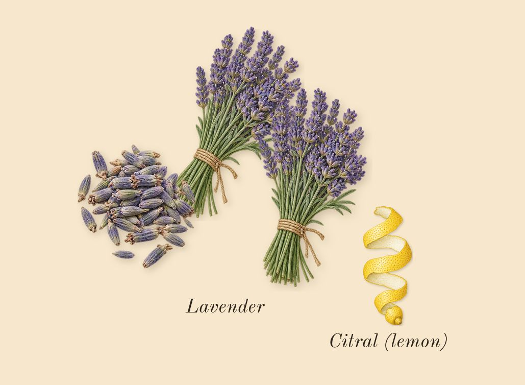 A*Men, top notes: Lavender, Citral (lemon)
