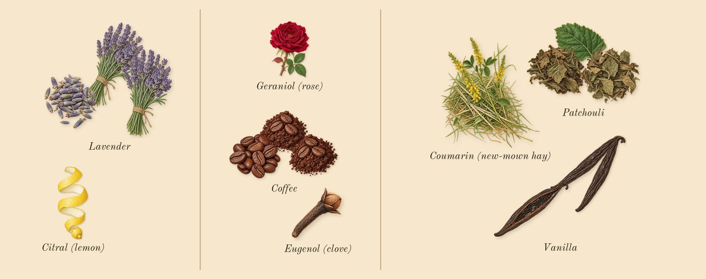 A*Men’s scent picture, a draft: lavender, coffee, patchouli, vanilla, coumarin (new-mown hay), citral (lemon) drawn so far; dashed outlines where nothing is drawn yet