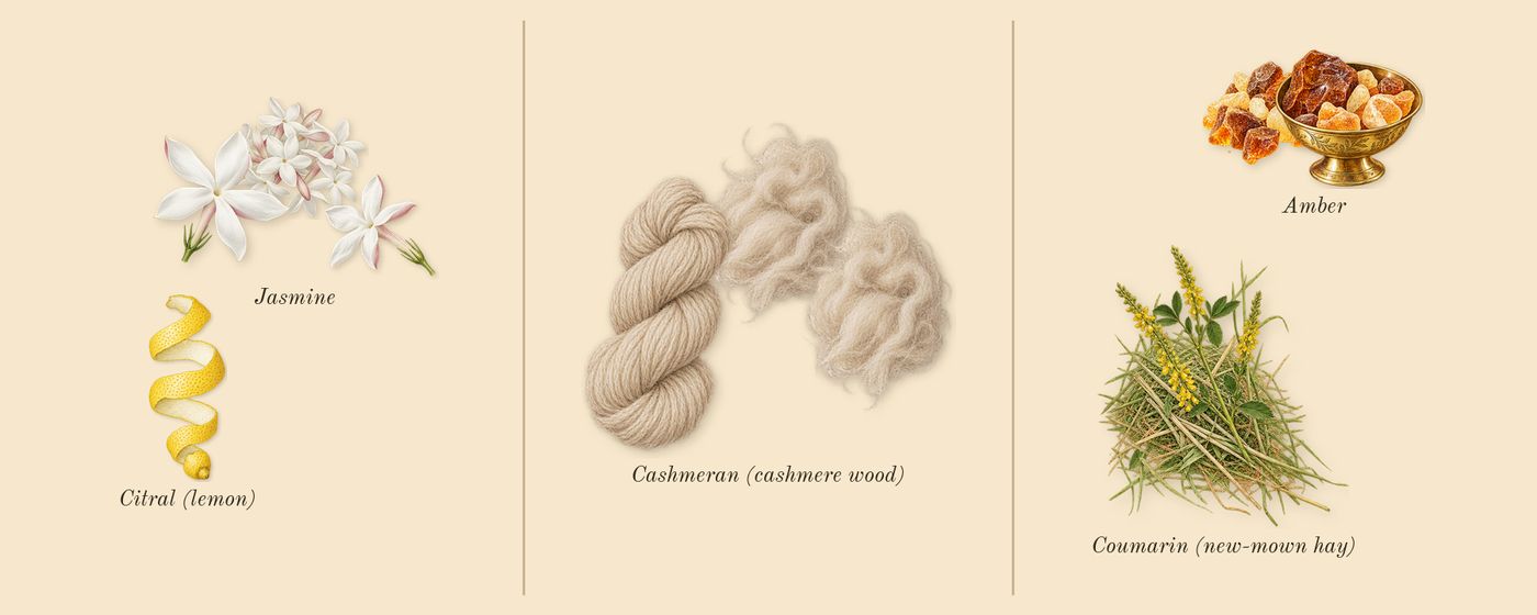 Alien’s scent picture, a draft: jasmine, cashmeran (cashmere wood), amber, coumarin (new-mown hay), citral (lemon) drawn so far; dashed outlines where nothing is drawn yet