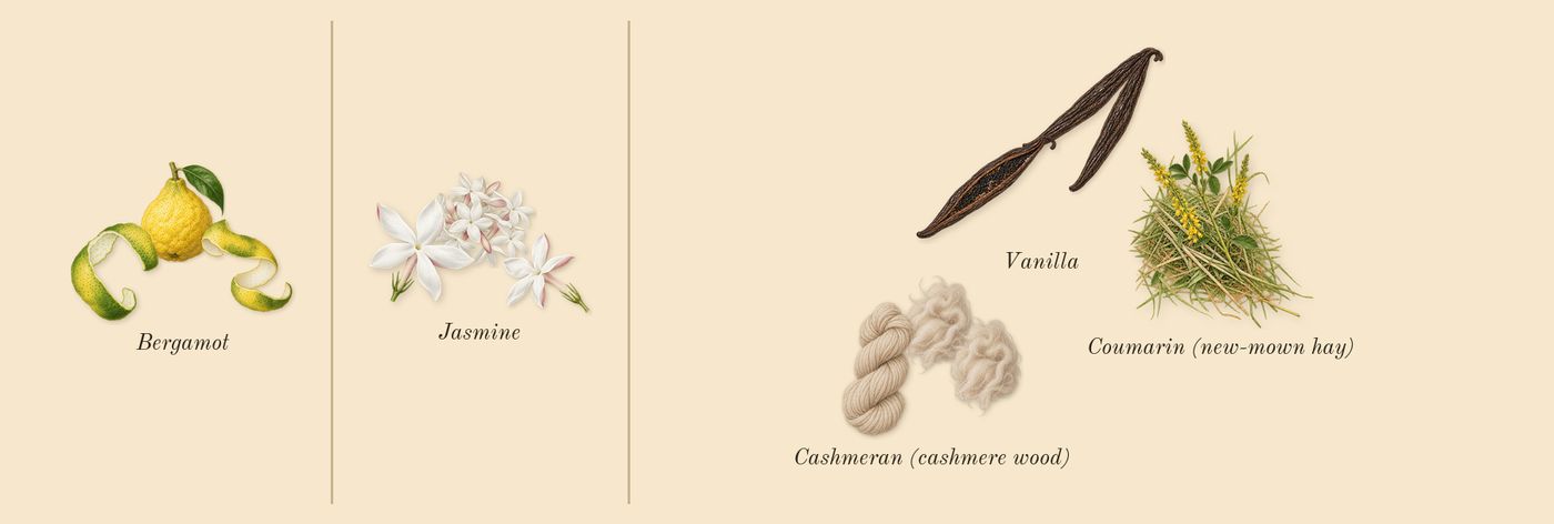 Alien Goddess’s scent picture, a draft: bergamot, jasmine, vanilla, cashmeran (cashmere wood), coumarin (new-mown hay) drawn so far; dashed outlines where nothing is drawn yet