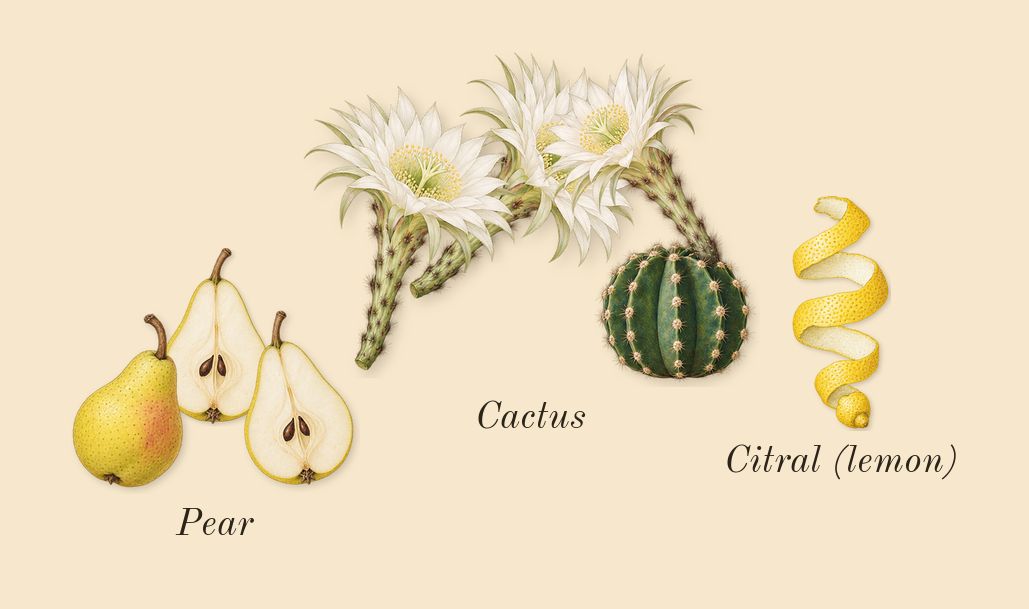 Alien Goddess Supra Florale, top notes: Cactus, Pear, Citral (lemon)