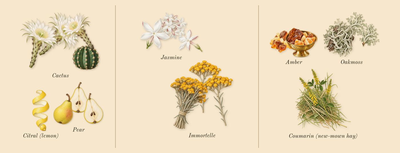 Alien Goddess Supra Florale’s scent picture, a draft: cactus, pear, jasmine, immortelle, oakmoss, amber drawn so far; dashed outlines where nothing is drawn yet
