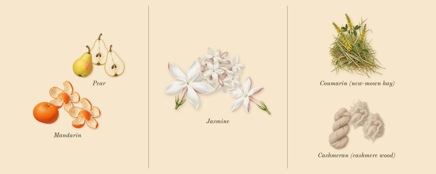 Alien Hypersense’s scent picture, a draft: mandarin, pear, jasmine, cashmeran (cashmere wood), coumarin (new-mown hay) drawn so far; dashed outlines where nothing is drawn yet